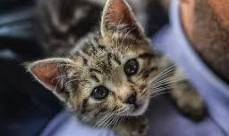 Gattino bloccato sul tetto dell&rsquo;ex Pretura a Montebelluna: salvato dai Vigili del Fuoco