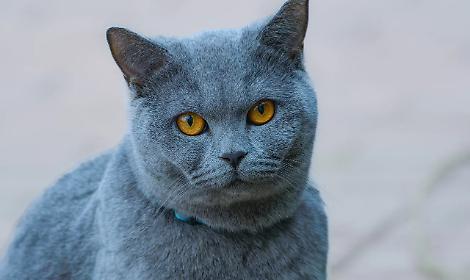 Giornata nazionale del gatto: in Italia sono quasi 12 milioni i felini domestici