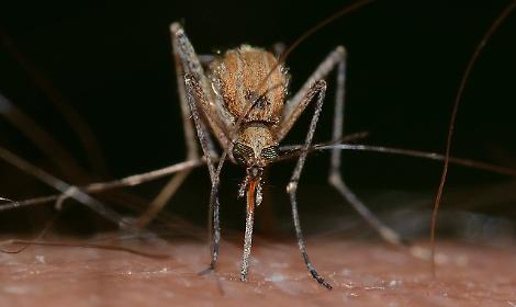 West Nile