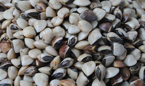 Venezia, arrestato pescatore abusivo: sequestrato motoscafo e 400 kg di vongole