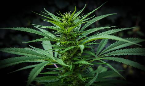 Bassanese, oltre 4 chili di marijuana in casa: arrestato un 57enne