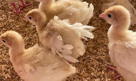 Nuovo focolaio di influenza aviaria a Fonte, scatta l&rsquo;allerta nei comuni vicini