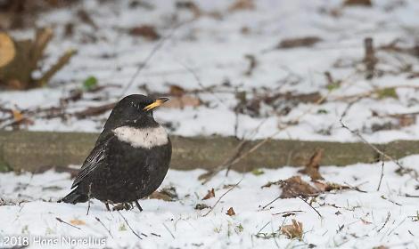 I Giorni della Merla e la Candelora: tra tradizione popolare e presagi sul clima