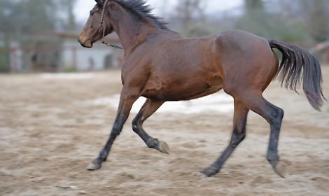 Giornata della Salute e della Protezione Animale a Legnaro: focus sul benessere del cavallo sportivo