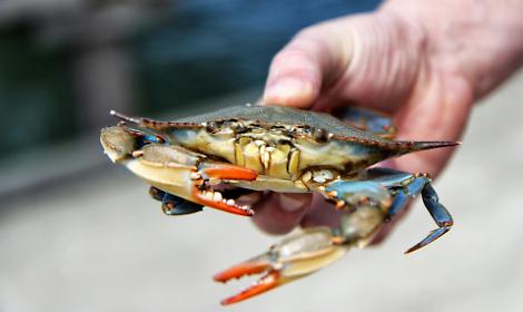 Granchio blu, cresce la raccolta ma il mercato non tiene: smaltimento sempre pi&ugrave; oneroso