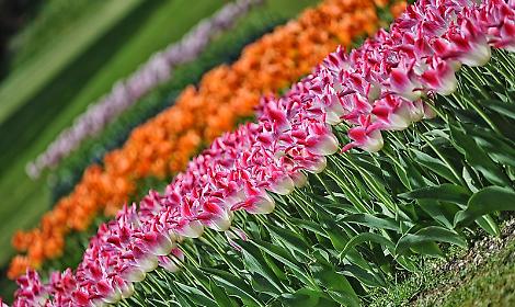 Villorba, apre &ldquo;Nonno Andrea&rdquo;: 500.000 bulbi in fiore e un mese di eventi