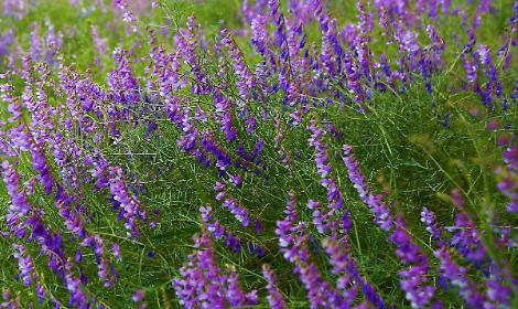 Mezzolombardo, nasce il Giardino della Biodiversit&agrave;: un viaggio tra gli ecosistemi trentini