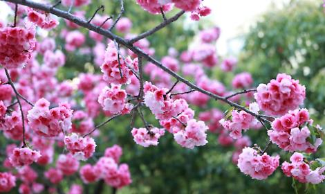 Giornate FAI di Primavera 2026: 18 tesori culturali aprono le porte in Friuli Venezia Giulia