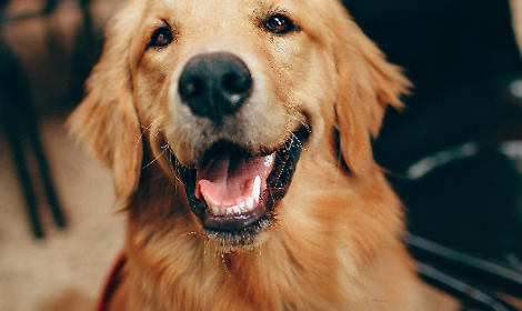 Pet therapy a Pordenone: il cane Lola porta sorrisi in casa di riposo