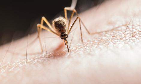Allarme dengue all&rsquo;Arcella, scatta la disinfestazione