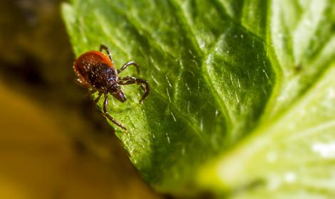 Sarzano, disinfestazione in arrivo contro le zecche