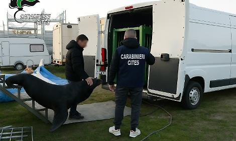 Verona, leone marino salvato da condizioni inadeguate: denunciati tre responsabili