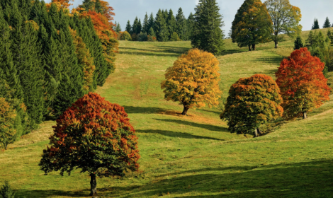 Tutela del verde: interventi ai Giardini