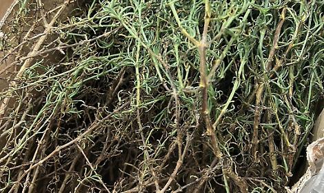 L&rsquo;ingegner Frison: &ldquo;Queste piante potrebbero servire a contenere anche gli infestanti&rdquo;