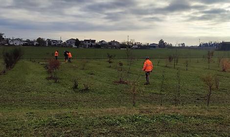 PONTE SAN NICOLO' nuovi boschi