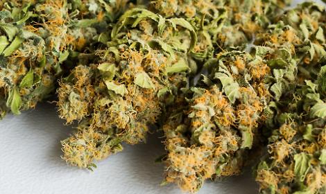 Blitz a Trento: sequestrati 300 grammi di hashish e resina &ldquo;frozen&rdquo;