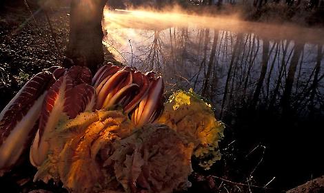 Radicchio di Treviso: 5 segreti da conoscere