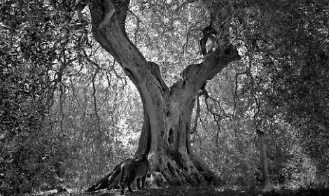 Mirano, lo sguardo di Michele Gallo nella mostra "Borgogna: non solo vino"