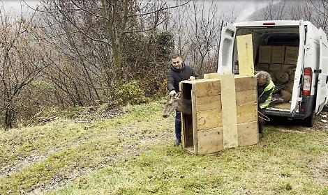 Rimessa in libert&agrave; a Recoaro Terme una cerva ferita curata dai volontari e dalla Polizia Provinciale di Vicenza
