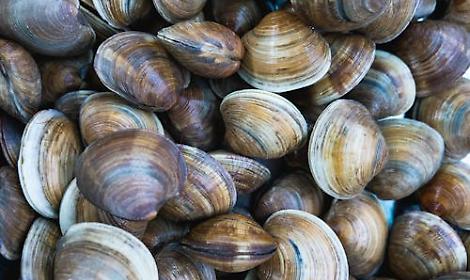 Vongole senza certificazioni, scatta il maxi sequestro nel Polesine