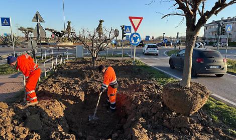 Riqualificazione del km delle rose a Saonara: ingresso rinnovato con rose "Knock Out" per valorizzare il florovivaismo locale