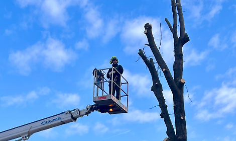 Taglio degli alberi a Montegrotto, il Comune replica alle proteste: &ldquo;Decisioni basate su dati scientifici&rdquo;