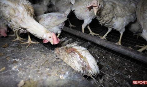 Un fotogramma del servizio di Report