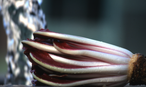 Fiori d&rsquo;Inverno 2026 a Mogliano: radicchio, sapori e tradizioni della Marca in festa