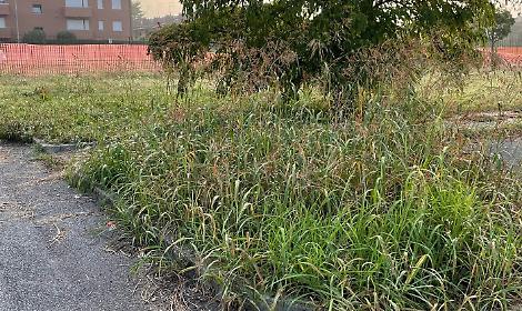 Erba alta a Castelfranco