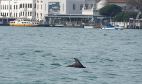 Venezia: un delfino &ldquo;residente&rdquo; nel Bacino di San Marco, al via il monitoraggio scientifico