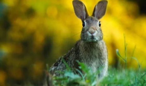 Treviso, fauna selvatica, al via la stagione delle nascite: arrivano i primi leprotti al Cras