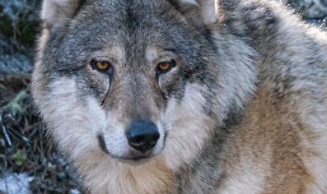 Lupi attivi in Trentino, orsi in letargo: il report sui grandi carnivori