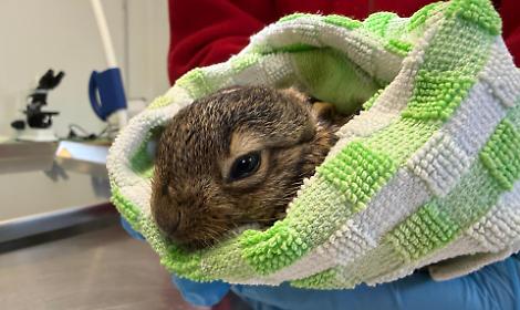 Fauna selvatica, il 2025 del CRAS di Treviso: 2.573 recuperi e 102 specie assistite