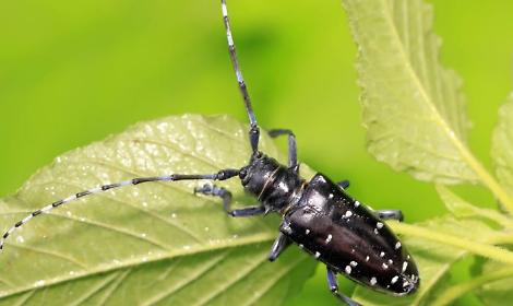Un esemplare di tarlo asiatico