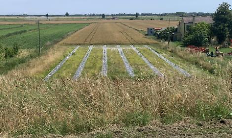 NU.VO.L&rsquo;A., un progetto che fa crescere il Delta del Po