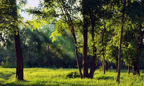 &ldquo;Sapori e paesaggi di Cerea&rdquo;: camminata tra natura, storia e tradizioni l&rsquo;8 marzo