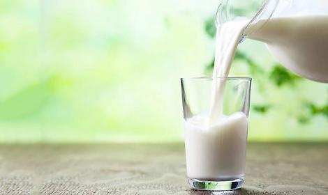 Crisi del latte in Trentino: il prezzo crolla e le stalle rischiano il collasso