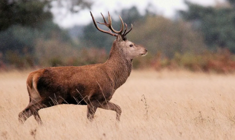 Brentonico, cervo mascotte intrappolato: corsa contro il tempo per salvarlo