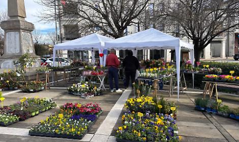 Montegrotto Terme celebra la Festa della Donna con antiquariato e cultura