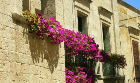 Marzo in fiore: i segreti per un balcone colorato anche con il freddo