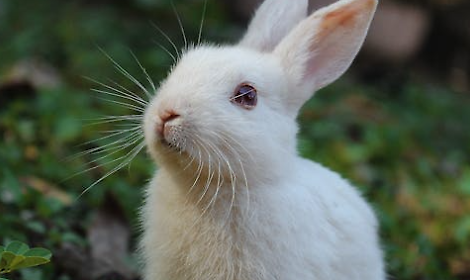 Shock nell&rsquo;hinterland trevigiano: video denuncia il massacro dei conigli negli allevamenti