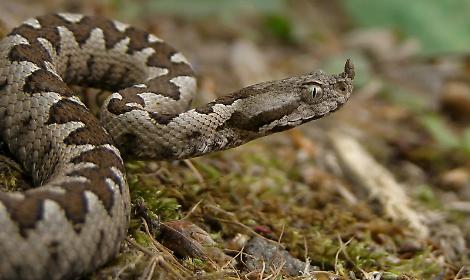 Vipere in anticipo: il caldo fa scattare la stagione, morsa una bambina in Lessinia