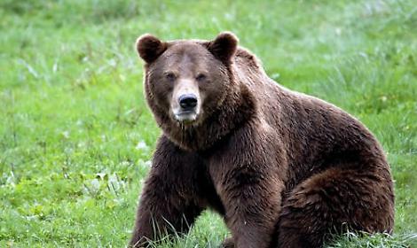 Fugatti assolto nel caso dell&rsquo;orso M90: &ldquo;Nessun reato&rdquo; per il tribunale di Trento