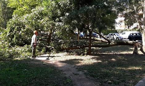 Vicenza, manutenzione straordinaria del verde pubblico: abbattute piante a rischio e piantumate nuove alberature
