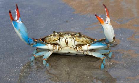 Un esemplare di granchio blu