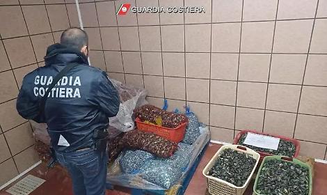 Etichette false e tracciabilit&agrave; mancante: la Guardia Costiera sequestra 26 tonnellate di pesce e commina 13 sanzioni per 40.000 euro