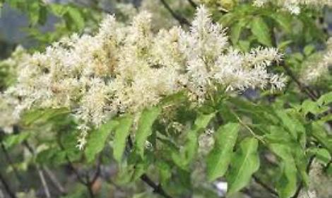 Orniello,  foto del Comune