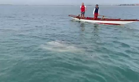VIDEO: Un gigante gentile nella laguna: il pesce luna e il fragile equilibrio di Venezia