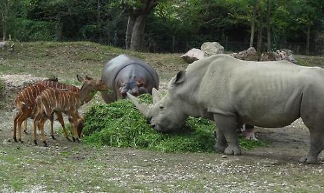 Il Parco Natura Viva torna ad avere il suo rinoceronte: accolto allo zoo-safari del Garda un giovane esemplare
