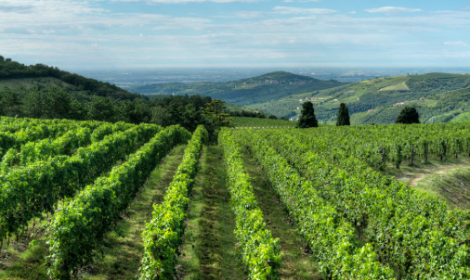Tedeschi rilancia a Vinitaly: nuova identit&agrave; per i Valpolicella